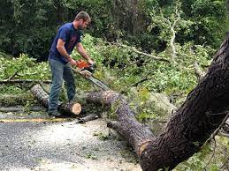 Best Commercial Tree Services  in Wilmington Island, GA