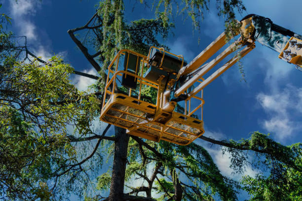 How Our Tree Care Process Works  in  Wilmington Island, GA