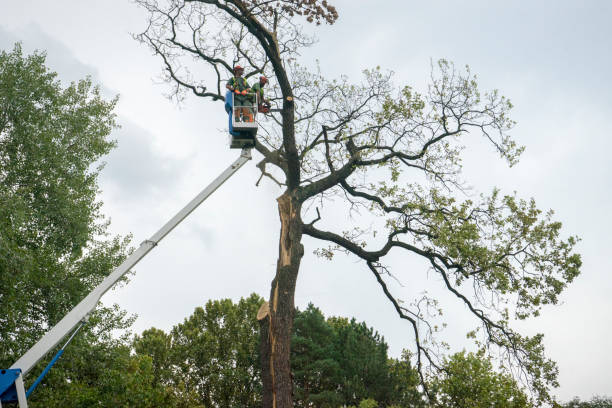 Best Root Management and Removal  in Wilmington Island, GA