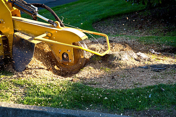 Best Utility Line Clearance  in Wilmington Island, GA