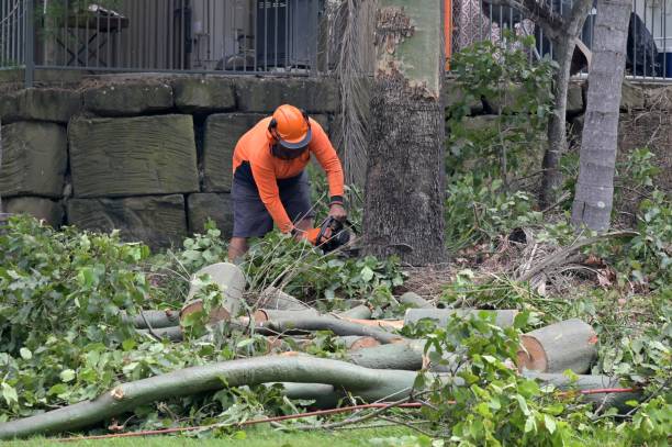 Wilmington Island, GA Tree Removal Company